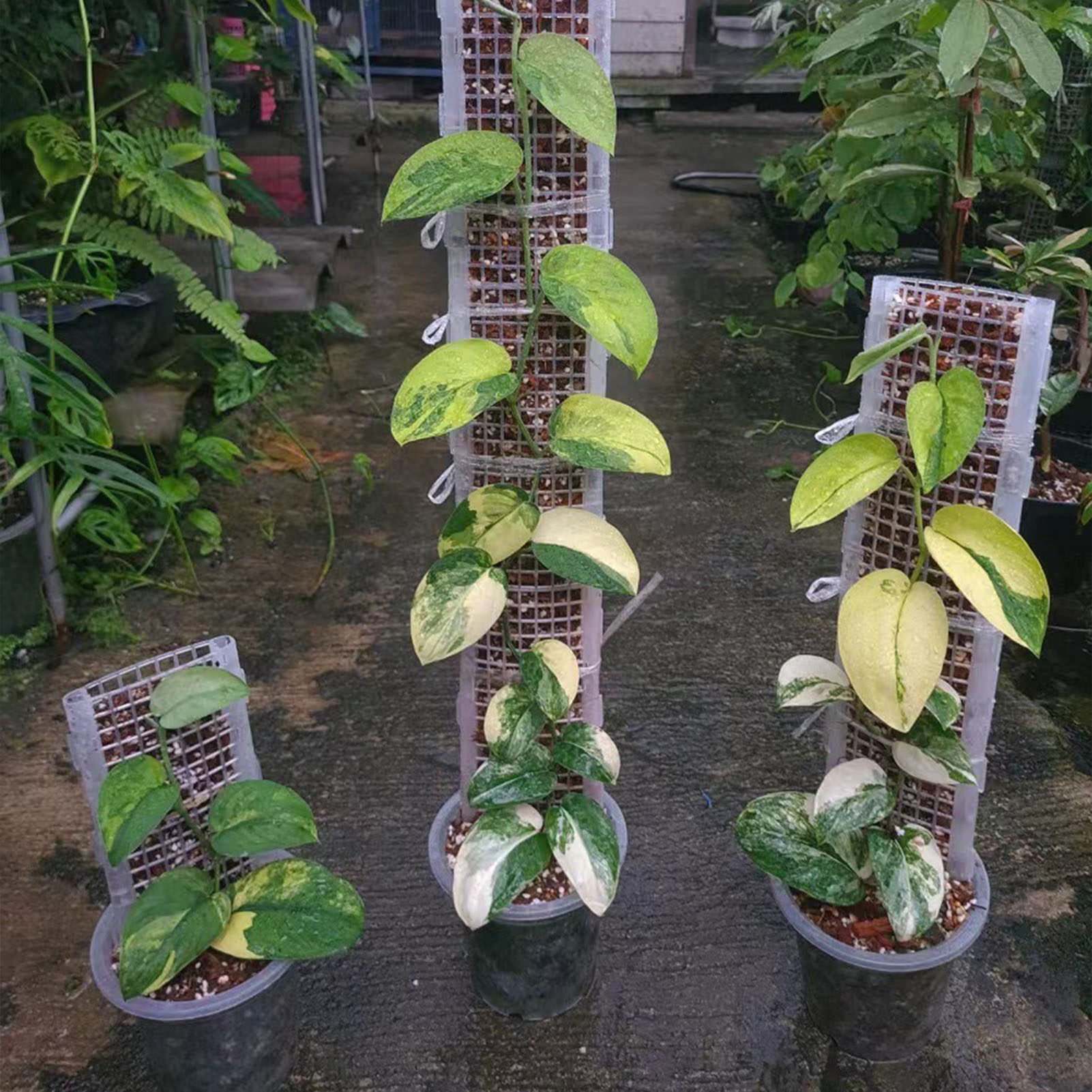Plastic Moss Pole for Plants P - Sphagnum Moss Dry ulasan dan harga