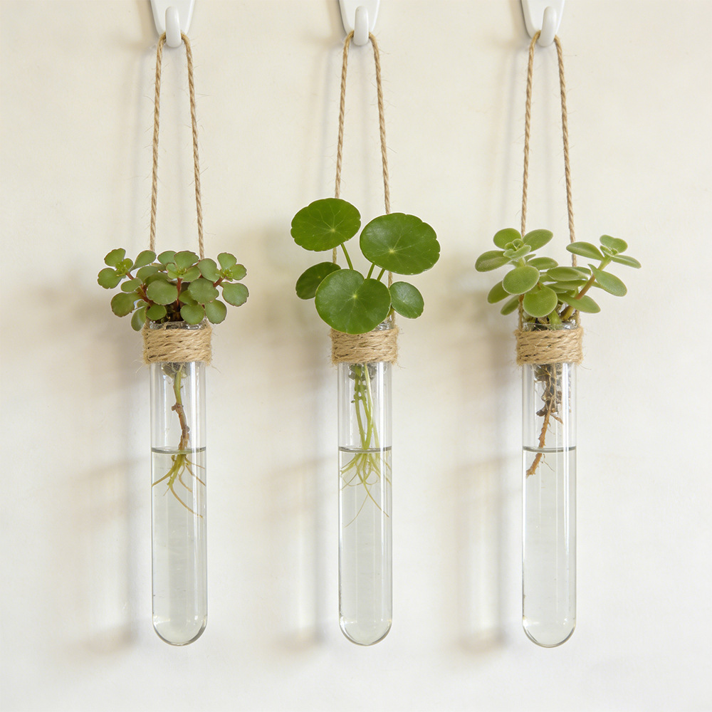 Hydroponic Flower Vase Wall-Mo - Propagation Station Vase ulasan dan harga