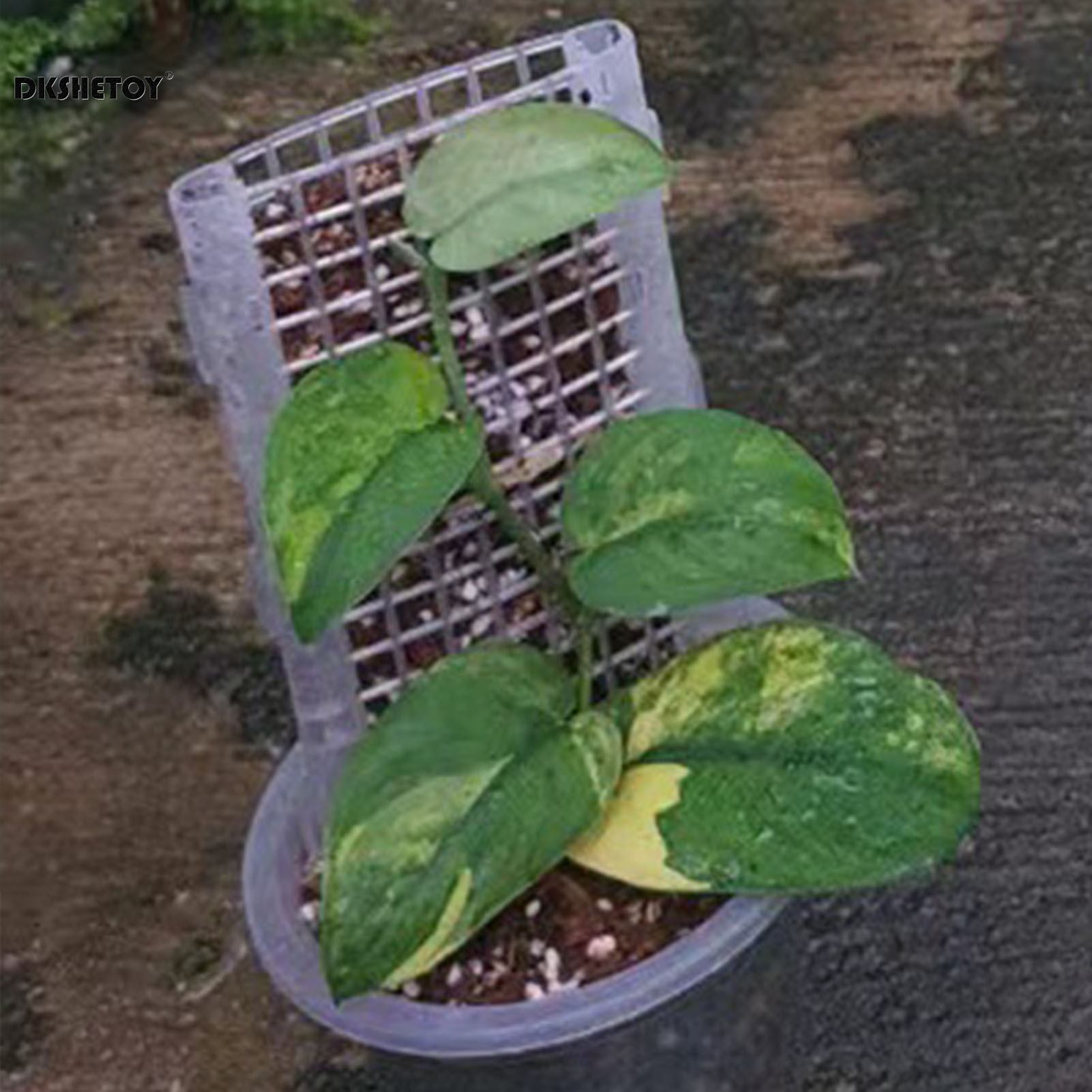 30*12cm Plant Support Cages Pl - Sphagnum Moss Dry ulasan dan harga