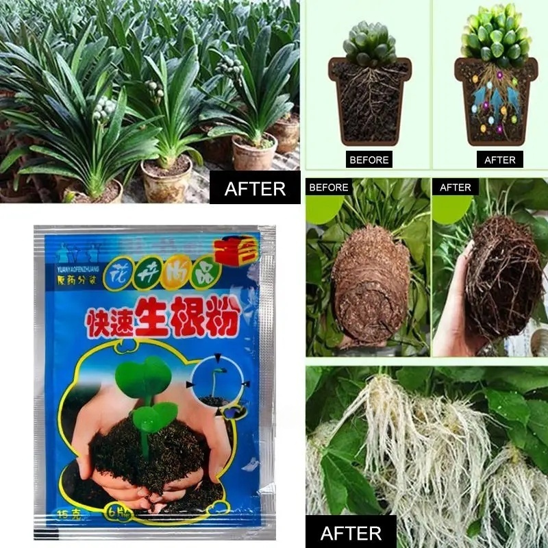 5pcs Fast Rooting Powder Plant - Rooting Hormone Powder ulasan dan harga